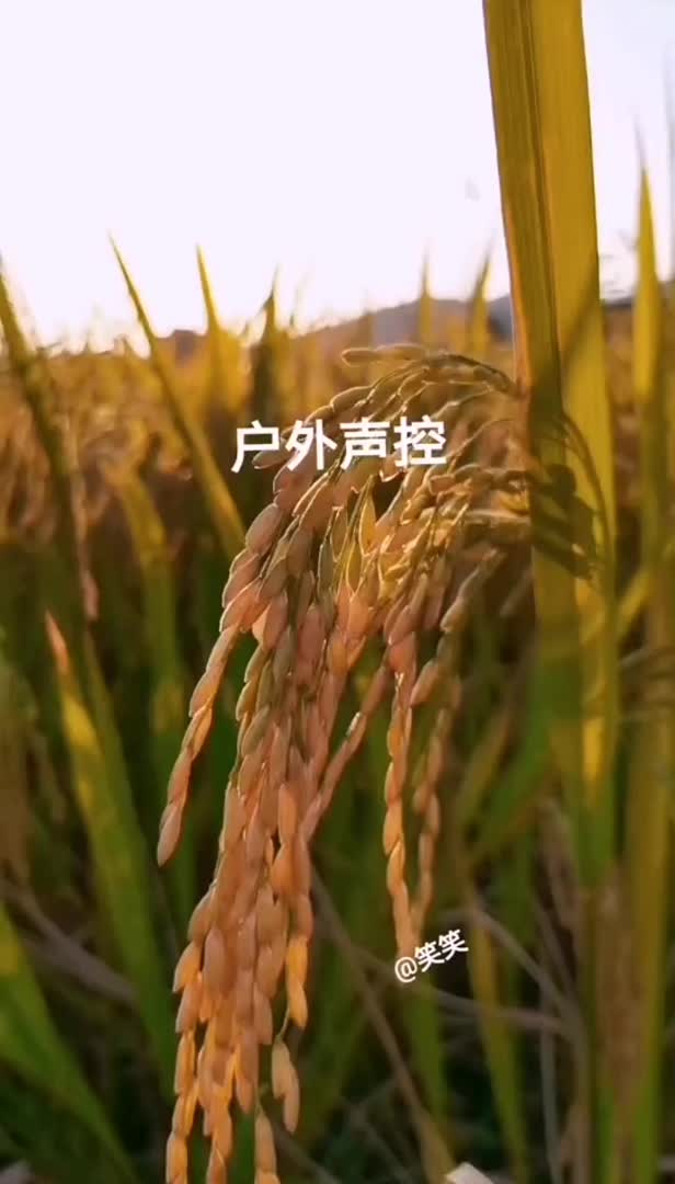 ASMR@抖音六六 粉丝群助眠付费视频合集 16